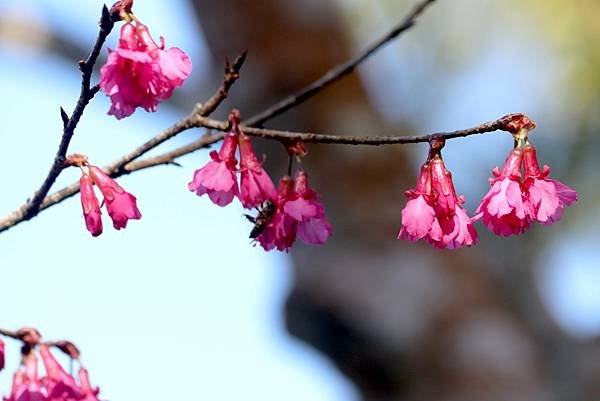 拈花惹草-櫻花-16.JPG