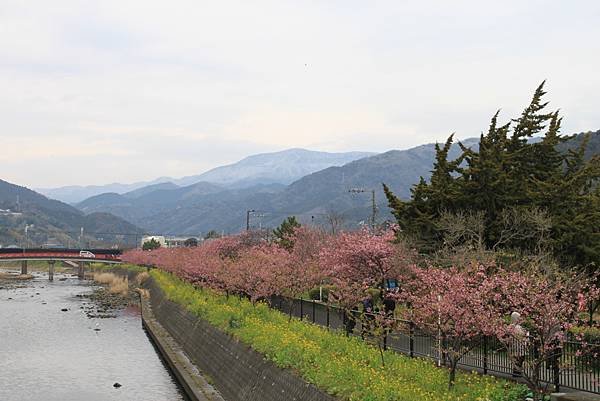 伊豆半島河津町賞櫻-5.jpg