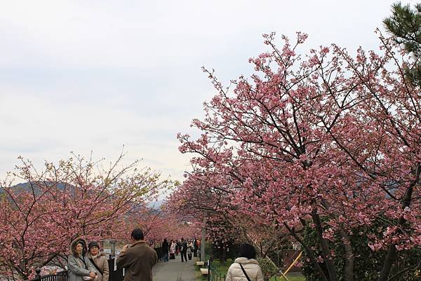 伊豆半島河津町賞櫻-10.jpg