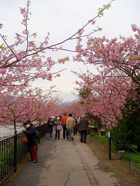 伊豆半島河津町賞櫻-33.JPG