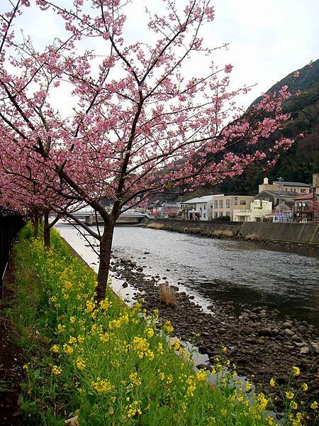 伊豆半島河津町賞櫻-31.JPG