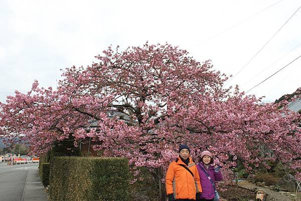 伊豆半島河津町賞櫻-36.jpg