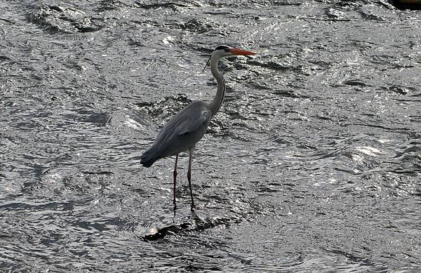 河邊鳥事-11.JPG