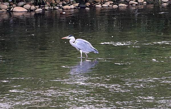 河邊鳥事-22.JPG