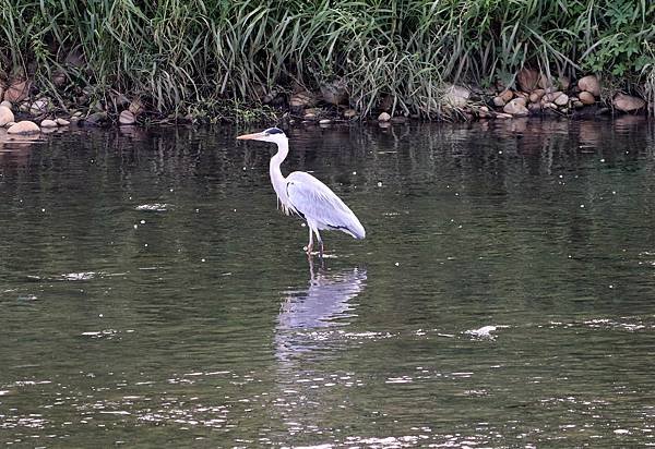 河邊鳥事-23.JPG