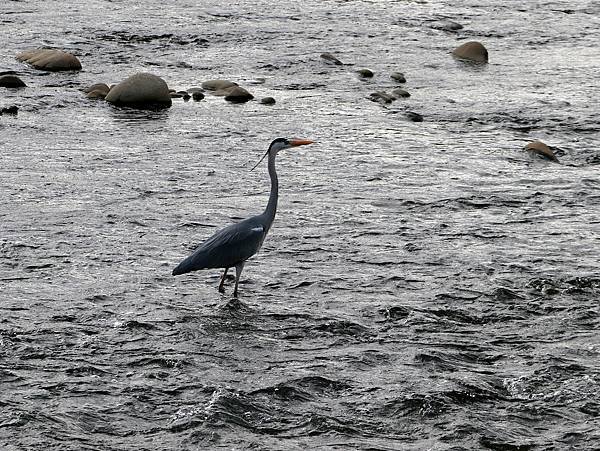 河邊鳥事-24.JPG