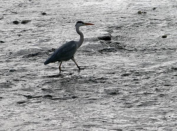 河邊鳥事-26.JPG