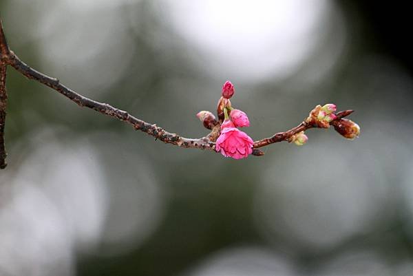 大溪拈花惹草-7.JPG