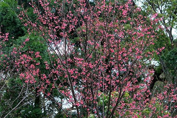 大溪拈花惹草-1.JPG