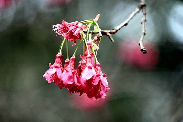 大溪拈花惹草-9.JPG