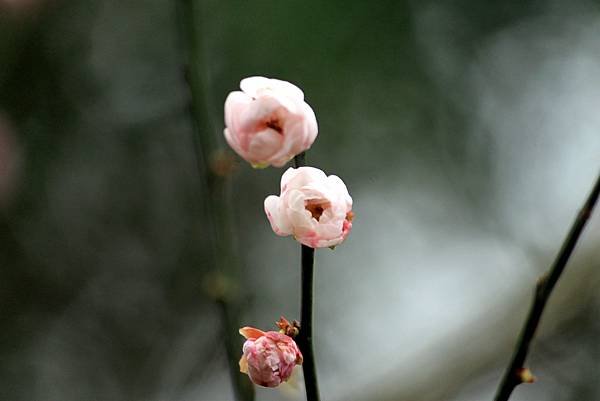 大溪拈花惹草-14.JPG