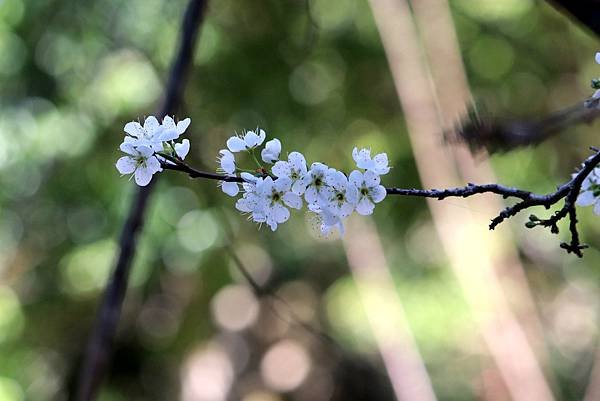 拈花惹草-23.JPG