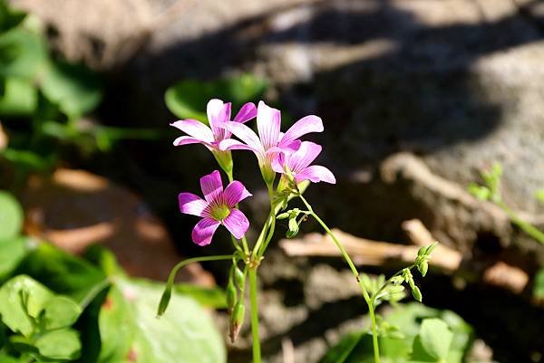 拈花惹草-29.JPG