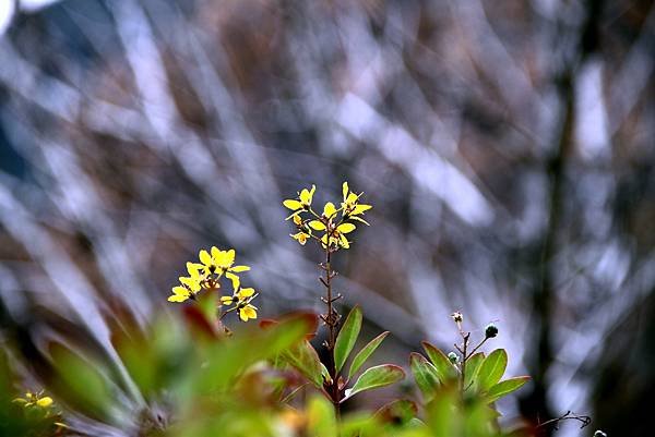 拈花惹草-53.JPG