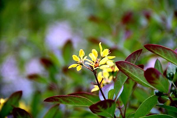 拈花惹草-54.JPG