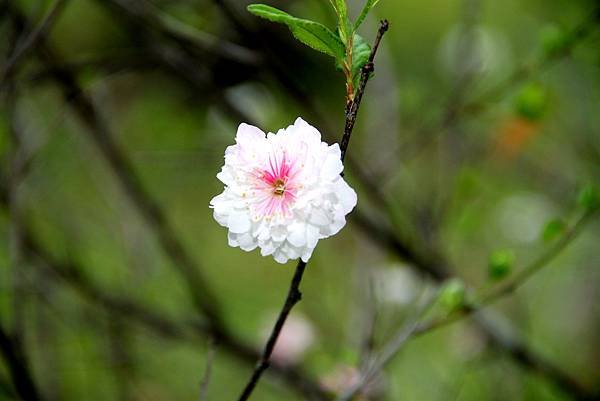 拈花惹草-59.JPG