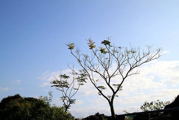 花蓮蕃薯寮休息區之旅-6.JPG