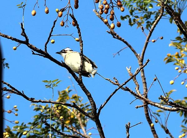 鳥兒採果樂-1.JPG