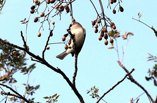 鳥兒採果樂-2.JPG