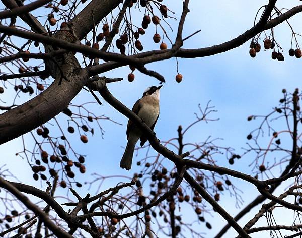 鳥兒採果樂-7.JPG