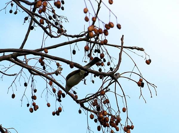 鳥兒採果樂-8.JPG