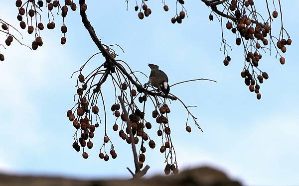 鳥兒採果樂-9.JPG