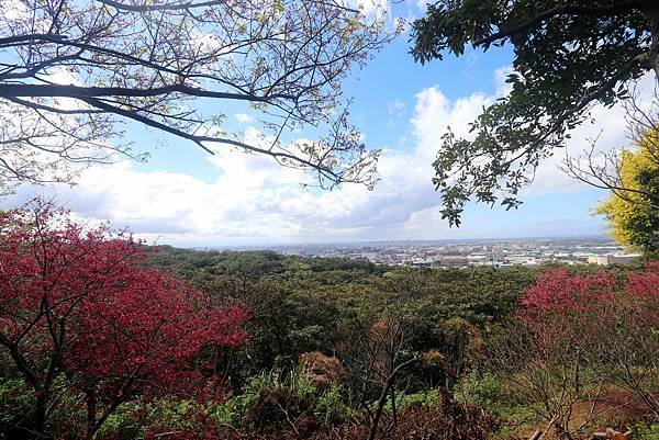 五酒桶山賞櫻行-2.JPG