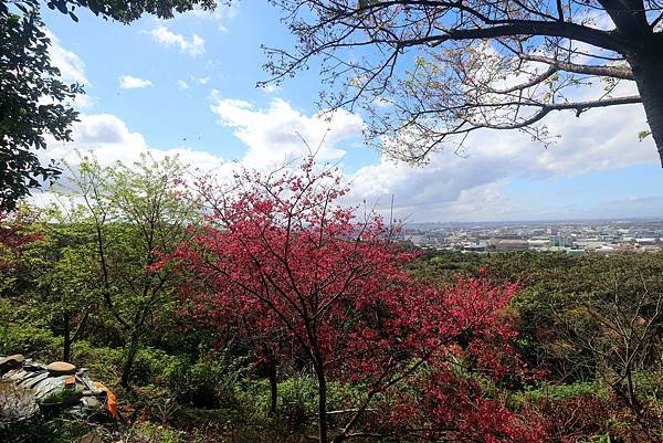 五酒桶山賞櫻行-1.JPG