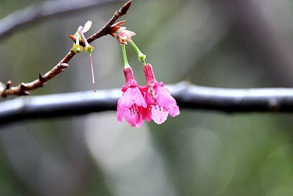 五酒桶山拈花惹草-4.JPG