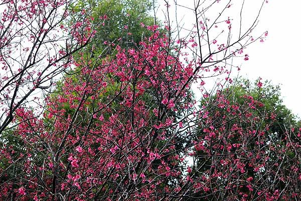 五酒桶山拈花惹草-2.JPG