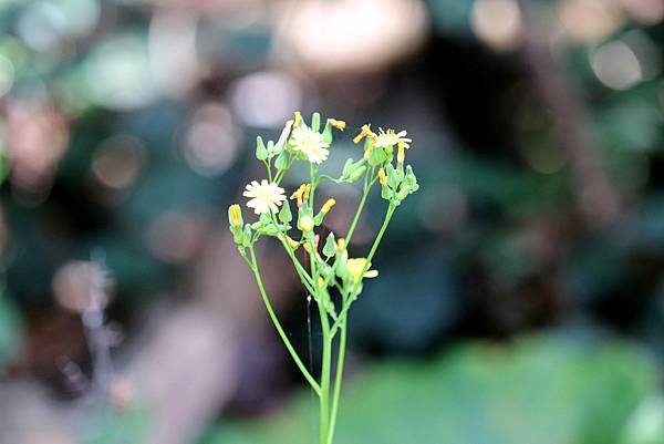 五酒桶山拈花惹草-15.JPG