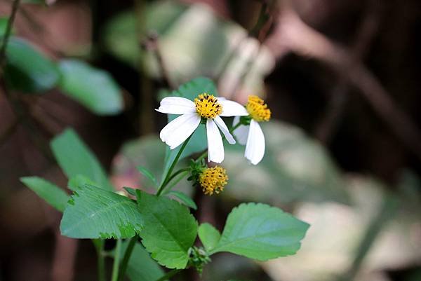 五酒桶山拈花惹草-14.JPG