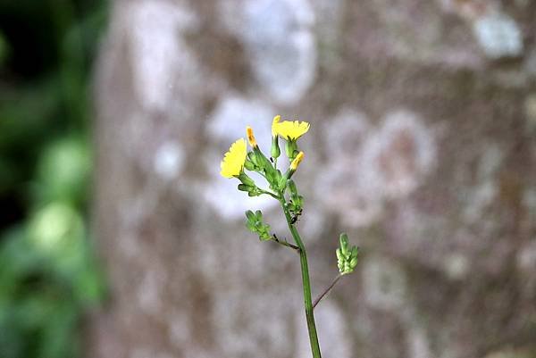 五酒桶山拈花惹草-16.JPG