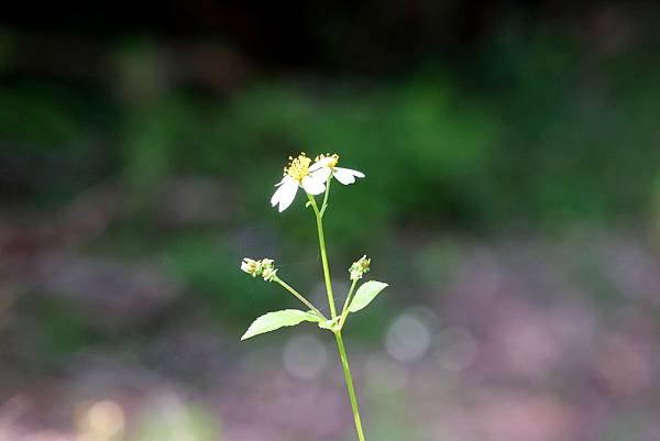 五酒桶山拈花惹草-17.JPG