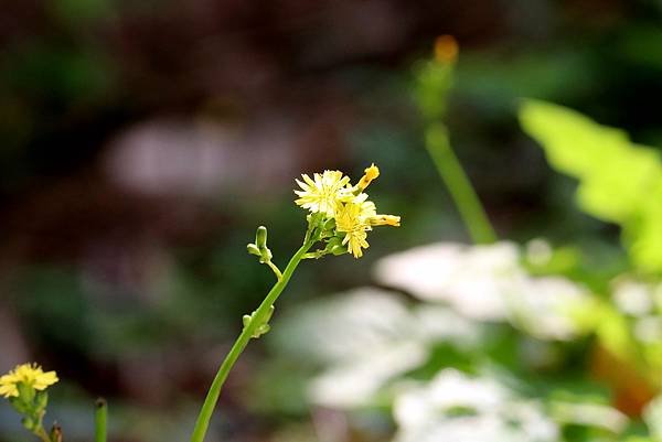 五酒桶山拈花惹草-18.JPG