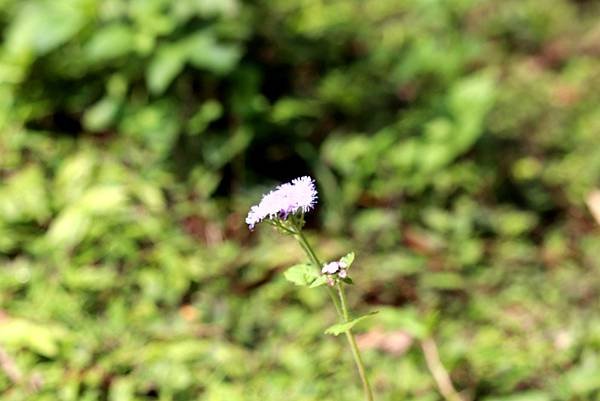 五酒桶山拈花惹草-22.JPG