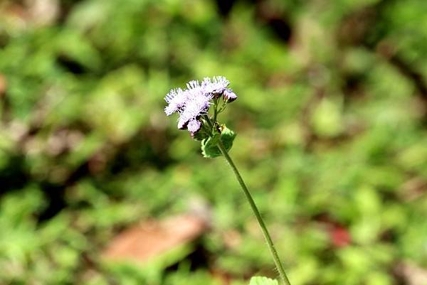 五酒桶山拈花惹草-23.JPG