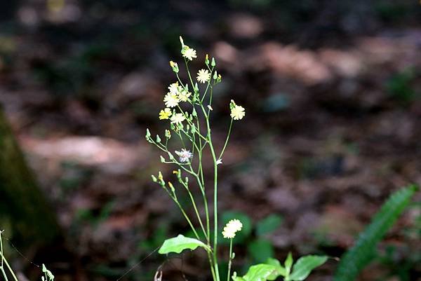 五酒桶山拈花惹草-24.JPG