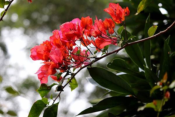 五酒桶山拈花惹草-26.JPG