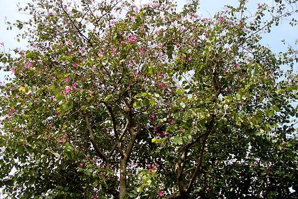 大坑溪畔羊蹄甲花-2.JPG