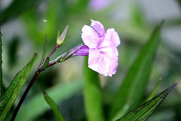 南崁畔拈花惹草-7.JPG