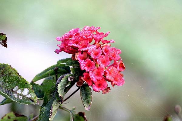 南崁畔拈花惹草-31.JPG