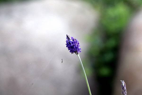 南崁畔拈花惹草-48.JPG