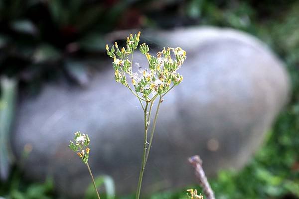 南崁畔拈花惹草-49.JPG