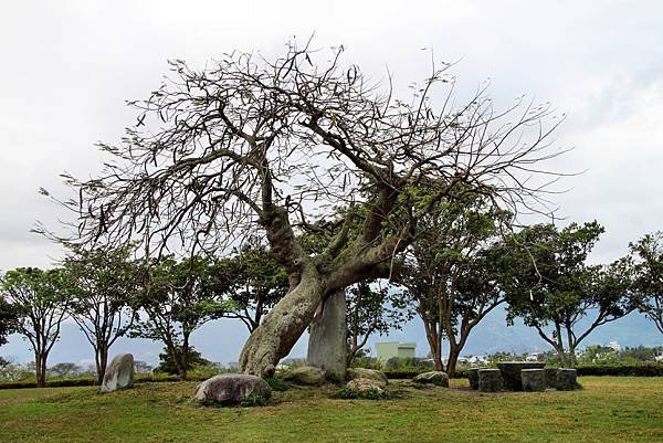 臺東大坡池-14.JPG