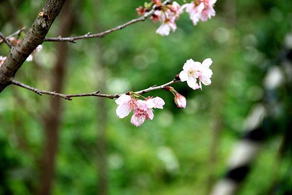 桃林鐵路花惹草-8.JPG