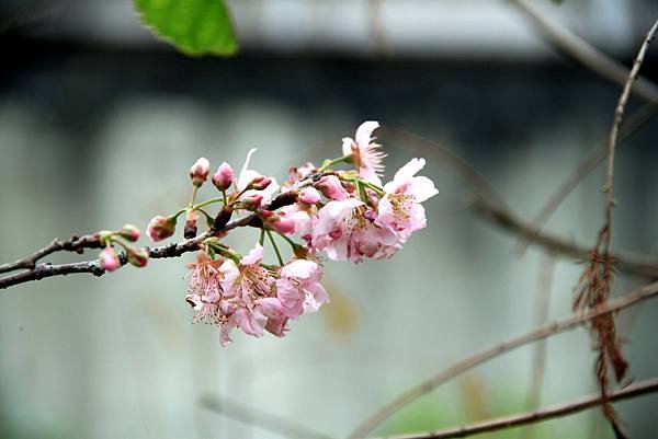 桃林鐵路花惹草-9.JPG