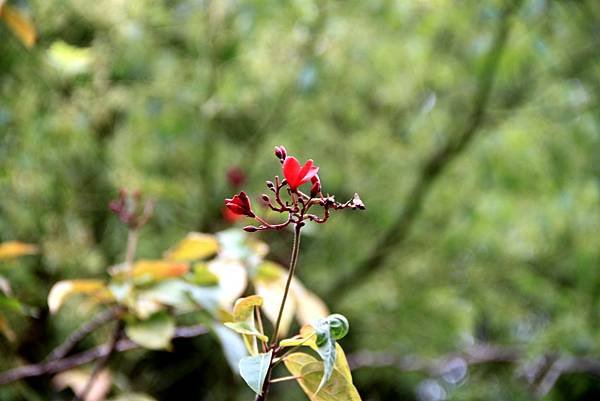 桃林鐵路花惹草-17.JPG