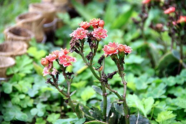 桃林鐵路花惹草-20.JPG