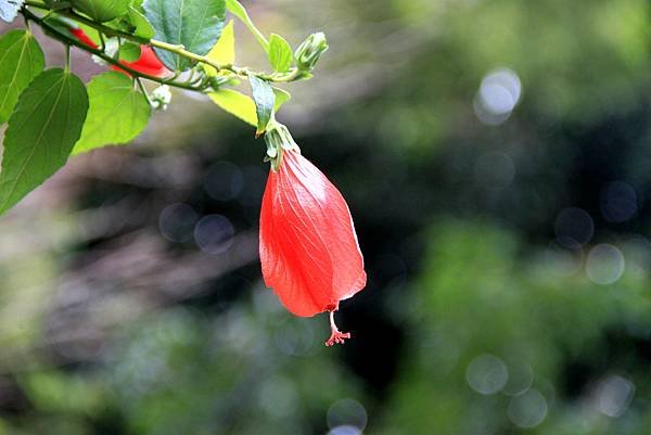 桃林鐵路花惹草-31.JPG